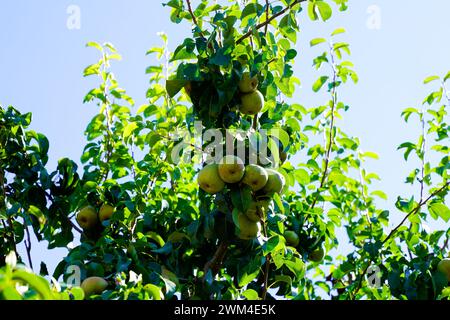 Poires fruit vert sur branche d'arbre gros plan jardin extérieur Banque D'Images