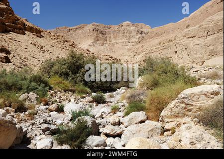 Dans les montagnes de la Réserve Naturelle d'Ein Gedi, sur les rives de la mer Morte en Israël. Banque D'Images