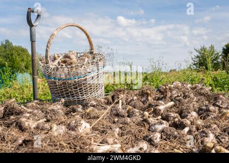 Ail (Allium sativum). Légume. Nourriture. Bulbes d'ail récoltés dans un panier tissé et sur l'herbe. Banque D'Images