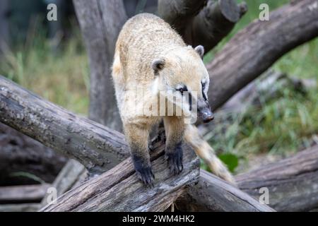 Gros plan de coati sud-américain debout sur des branches de bois Banque D'Images