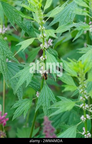 Gros plan naturel sur une abeille européenne carder, Anthidium manicatum se nourrissant d'un Leonurus cardiaca en fleurs dans le jardin Banque D'Images