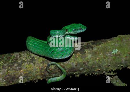 Malabar pit viper green / Pportrait de vipère fosse à grande échelle de Munnar, Kerala. Craspedocephalus macrolepis. Banque D'Images