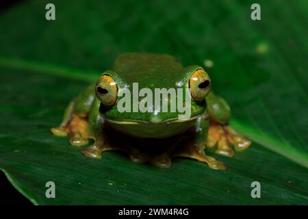 Grenouilles de Munnar - grenouilles du Kerala Banque D'Images