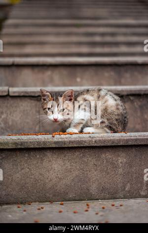 Un gros plan vertical d'un chat se nourrissant, assis sur des marches extérieures à Istanbul, Turquie Banque D'Images