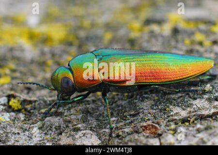 Gros plan détaillé sur un magnifique coléoptère de joyau de couleur vert métallique à or, Eurythyrea micans assis sur du bois Banque D'Images