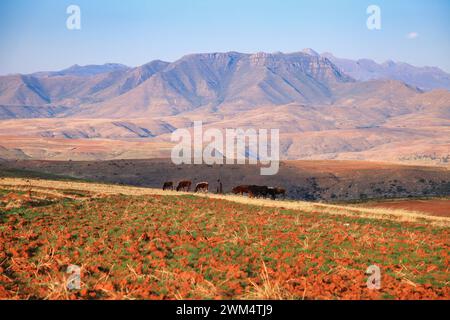 Basotho homme portant une couverture traditionnelle dans les montagnes du Lesotho Shepard avec des animaux au Lesotho Lesotho *** Basotho-Mann mit traditioneller Decke Banque D'Images