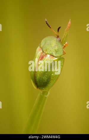 Gros plan vertical naturel du chardon vert tortue coléoptère, Cassida vridis assis sur une paille d'herbe Banque D'Images