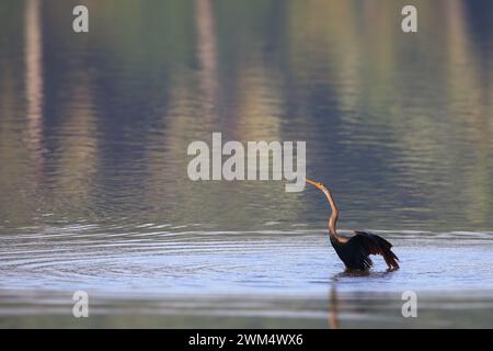 Images libres de droits sur les oiseaux des zones humides Banque D'Images