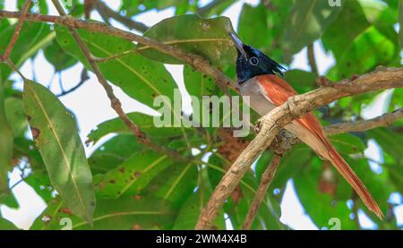 Portrait de flycatcher Indian Paradise Banque D'Images