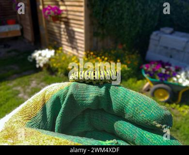 Une chenille vert vif est assise sur une main dans un gant de jardinage Banque D'Images