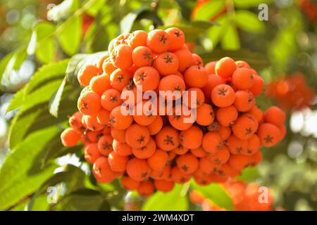 Un bouquet de baies de rowan orange mûres illuminées par la lumière du soleil sur un fond de feuilles vertes Banque D'Images