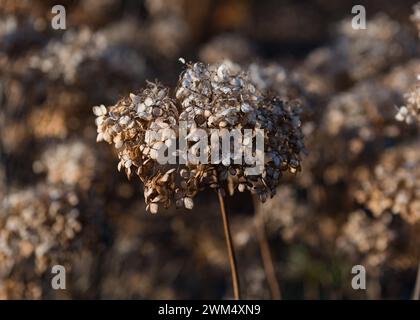 Hortensia arborescente tête de fleur séchée Annabelle Banque D'Images