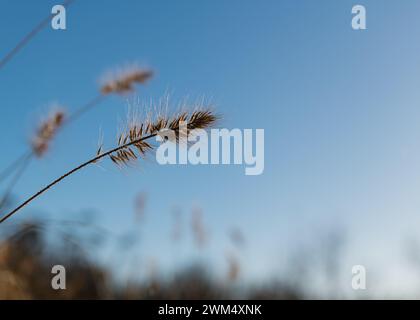 Pennisetum alopecuroides le choix de cassian Banque D'Images