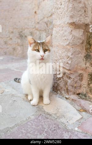 Portrait de chat croisé assis à l'extérieur, animal errant Kotor, Monténégro Banque D'Images