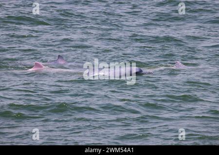 Juvénile et adulte dauphin à bosse de l'Indo-Pacifique / dauphin blanc chinois / dauphin rose (Sousa Chinensis) dans les eaux de Hong Kong Banque D'Images