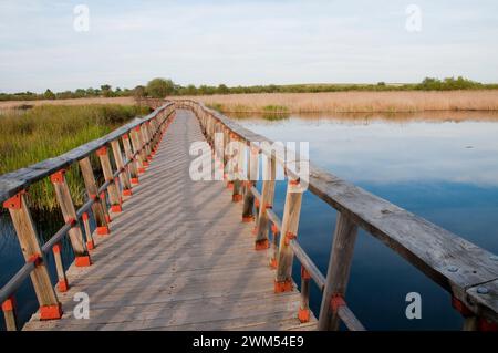 Passerelle au-dessus du lac. Parc national de Tablas de Daimiel, province de Ciudad Real, Castilla la Mancha, Espagne. Banque D'Images