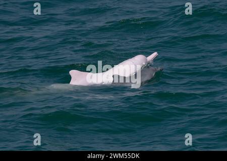 Juvénile et adulte dauphin à bosse de l'Indo-Pacifique / dauphin blanc chinois / dauphin rose (Sousa Chinensis) dans les eaux de Hong Kong Banque D'Images