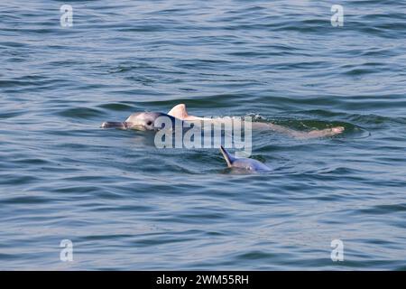 Juvénile et adulte dauphin à bosse de l'Indo-Pacifique / dauphin blanc chinois / dauphin rose (Sousa Chinensis) dans les eaux de Hong Kong Banque D'Images