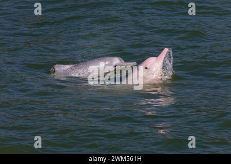 Juvénile et adulte dauphin à bosse de l'Indo-Pacifique / dauphin blanc chinois / dauphin rose (Sousa Chinensis) dans les eaux de Hong Kong Banque D'Images