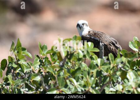 Le Osprey (Pandion haliaetus) est un oiseau de proie diurne mangeur de poissons avec une aire de répartition cosmopolite Banque D'Images