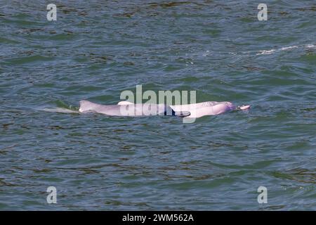Juvénile et adulte dauphin à bosse de l'Indo-Pacifique / dauphin blanc chinois / dauphin rose (Sousa Chinensis) dans les eaux de Hong Kong Banque D'Images