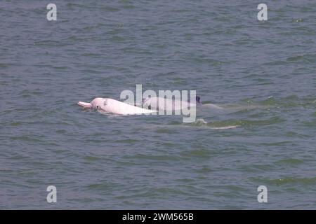 Juvénile et adulte dauphin à bosse de l'Indo-Pacifique / dauphin blanc chinois / dauphin rose (Sousa Chinensis) dans les eaux de Hong Kong Banque D'Images