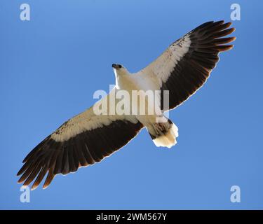 Aigle de mer à ventre blanc (Icthyophaga leucogaster) volant en flèche au-dessus de la tête Banque D'Images