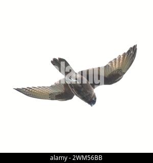 Falcon brun (Falco berigora) planant dans un vent fort Banque D'Images