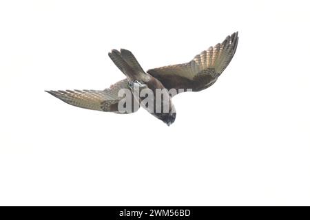 Falcon brun (Falco berigora) planant dans un vent fort Banque D'Images