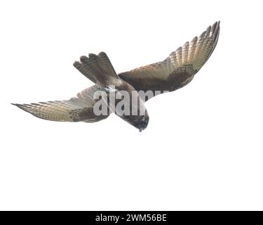 Falcon brun (Falco berigora) planant dans un vent fort Banque D'Images