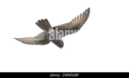 Falcon brun (Falco berigora) planant dans un vent fort Banque D'Images