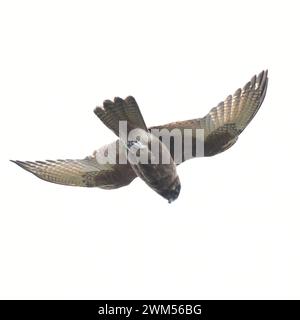 Falcon brun (Falco berigora) planant dans un vent fort Banque D'Images