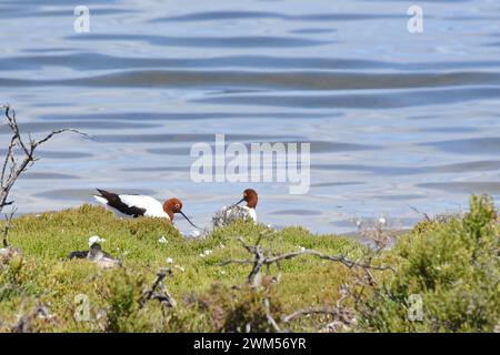 L'avocet à col rouge (Recurvirostra novaehollandiae) est un oiseau de rivage caractéristique Banque D'Images