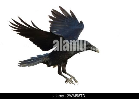 Corbeau volant d'oiseau isolé sur fond blanc Corvus corax. Silhouette d'Halloween d'un grand oiseau noir en vol Banque D'Images