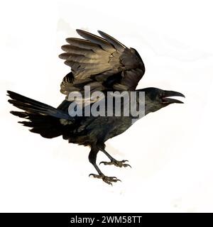 Corbeau volant d'oiseau isolé sur fond blanc Corvus corax. Silhouette d'Halloween d'un grand oiseau noir en vol Banque D'Images