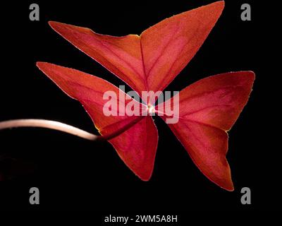 Une feuille de plante d'oseille violette vibrante est éclairée par un rétro-éclairage, mettant en valeur ses couleurs rayonnantes sur un fond noir foncé. Les détails complexes a Banque D'Images