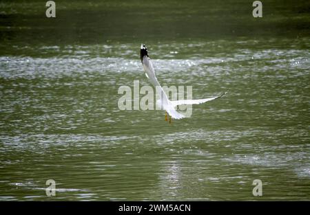 Mouette gracieuse en vol au-dessus de l'eau tranquille, ailes déployées, se reflétant sur la surface calme Banque D'Images