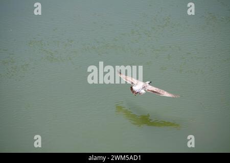 Mouette gracieuse en vol au-dessus de l'eau tranquille, ailes déployées, se reflétant sur la surface calme Banque D'Images