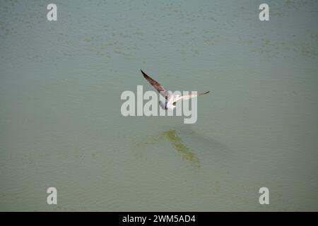 Mouette gracieuse en vol au-dessus de l'eau tranquille, ailes déployées, se reflétant sur la surface calme Banque D'Images