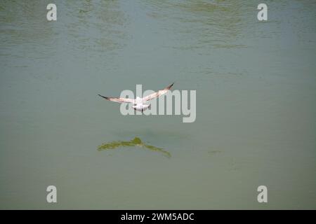 Mouette gracieuse en vol au-dessus de l'eau tranquille, ailes déployées, se reflétant sur la surface calme Banque D'Images