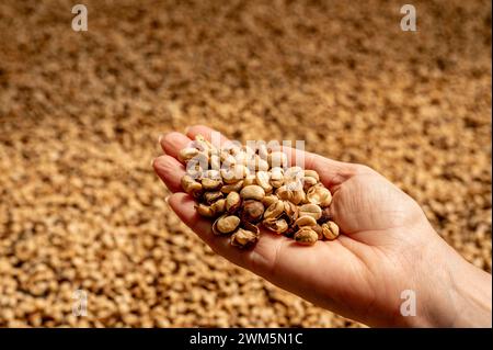 Gros plan avec des grains de café crus en tas de graines vertes sèches. Les mains de l'agriculteur ont sélectionné le grain non torréfié de tige de rebut dans la ferme écologique. Grain de café de ferme Arabica Banque D'Images