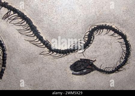 Serpent fossile, Boavus idelmani, Fossil Butte National Monument, Wyoming, États-Unis Banque D'Images