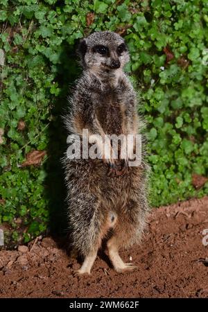 Une suricate à queue mince au Dartmoor Zoo Park, Devon. Banque D'Images