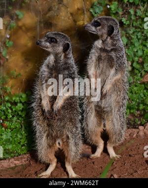 Suricates à queue mince au Dartmoor Zoo Park, Devon. Banque D'Images