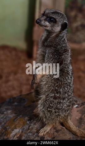 Une suricate à queue mince au Dartmoor Zoo Park, Devon. Banque D'Images