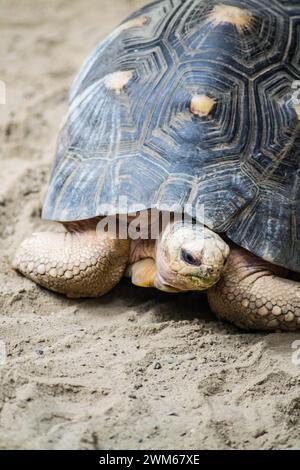 Plan détaillé de tortue Banque D'Images
