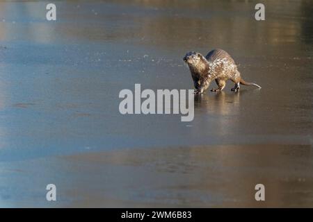 Loutre sur la glace dans la lumière dorée Banque D'Images