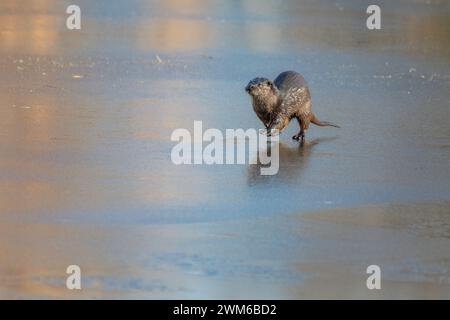 Loutre sur la glace dans la lumière dorée Banque D'Images