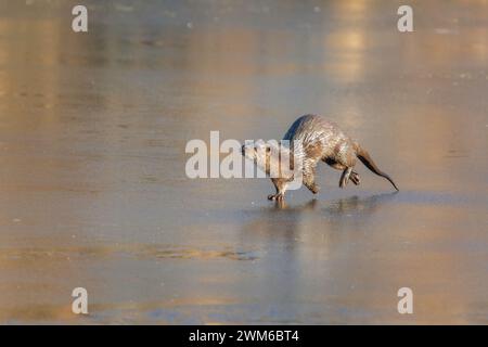 Loutre sur la glace dans la lumière dorée Banque D'Images