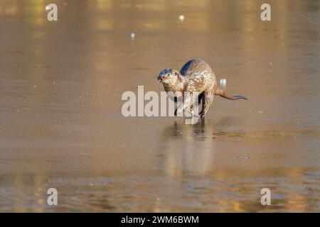 Loutre sur la glace dans la lumière dorée Banque D'Images